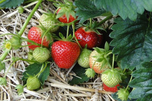新鲜白沙关厂坝草莓 牛奶草莓新鲜现摘 时令水果