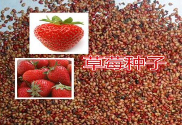 公司四季草莓种子原厂彩包室内阳台盆栽蔬菜水果种子 - 农产品信息网