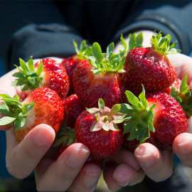 工厂丹东九九草莓红颜草莓现采现摘产地直发顺丰空运新鲜水果