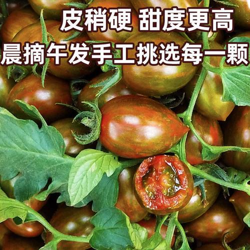 迷彩小番茄圣女果 新鲜樱桃小西红柿子水果黄瓜千禧铁皮生吃蔬菜