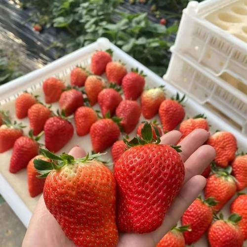 草莓红颜奶油99整箱新鲜现摘应当季水果酸甜可口工厂代发跨境电商
